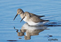 Calidris alpina